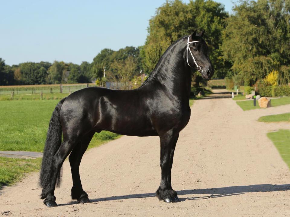 Friesian Sport Horse